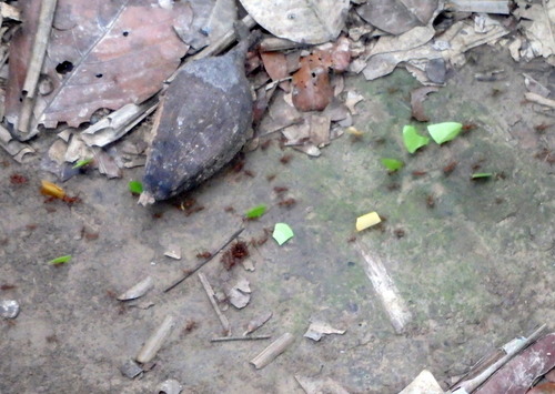 Leaf Cutter (Red) Ants are harvesting.